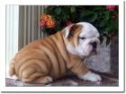 Englische Bulldogge Rüde 10 Wochen alt typvoll