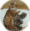 . bengal katzen zum verkaufen 4 savannah Kitten mit Papieren