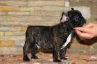 Sehr liebevoller Wurf französischer Bulldoggenwelpen.